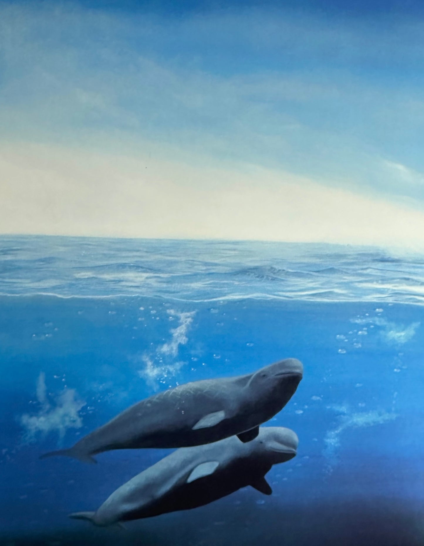 Beluga Whales - Paul Butvila 1987