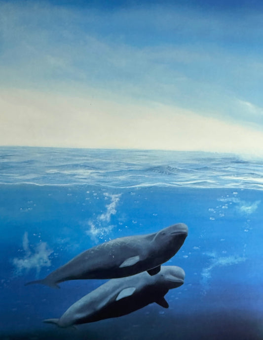 Beluga Whales - Paul Butvila 1987