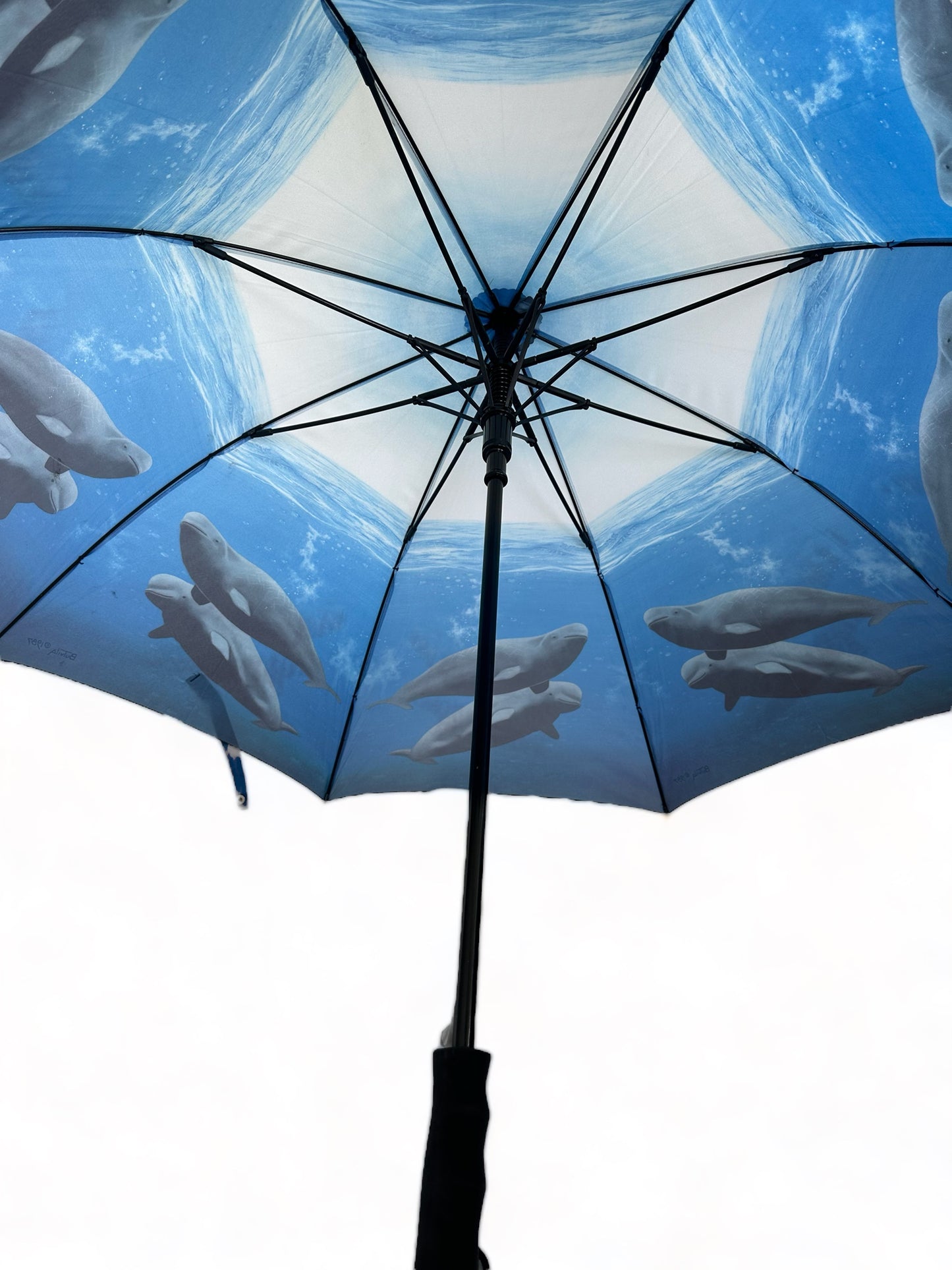 Umbrella - Beluga Whales - Paul Butvila